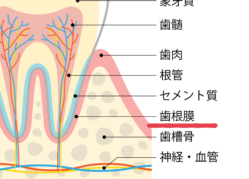 歯根膜｜あいこ歯科・矯正